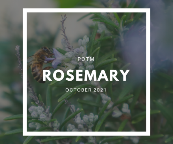 Rosemary