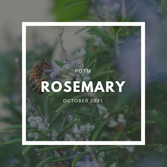 Rosemary