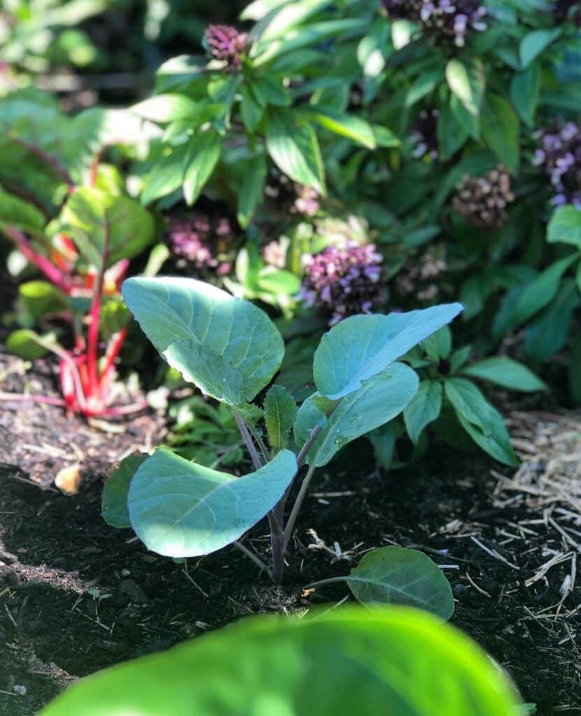 Vegetables to Plant in Autumn