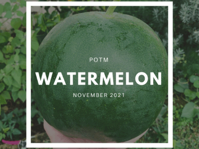 Watermelon