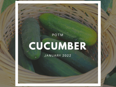 Cucumber