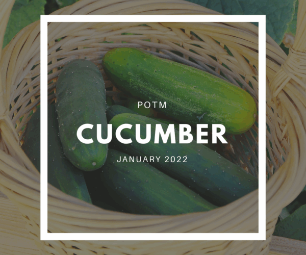 Cucumber