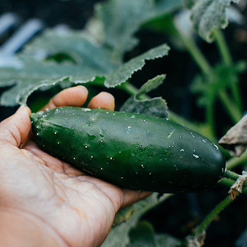 cucumber