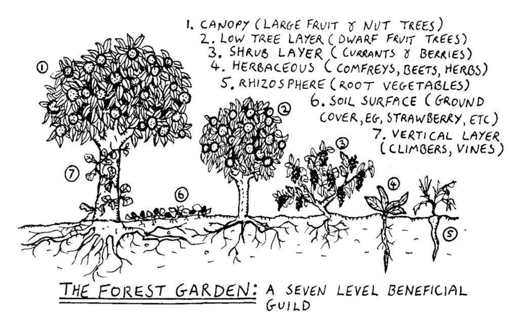 food forest