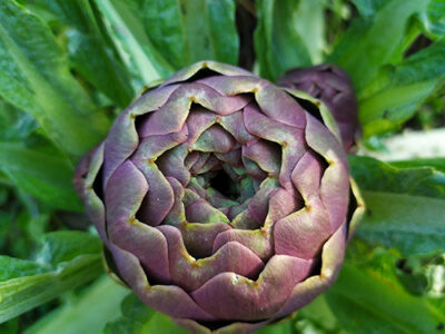 Beginners Guide to Edible Perennial Plants