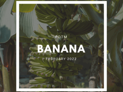 How to Grow Bananas – The Ultimate Garden-to-Plate Guide