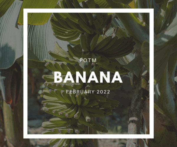 How to Grow Bananas – The Ultimate Garden-to-Plate Guide