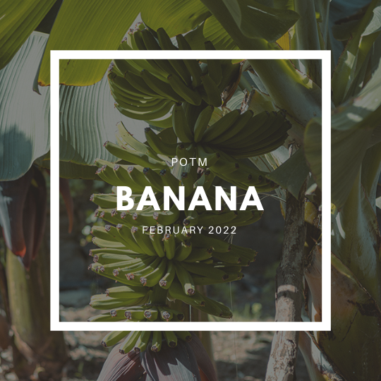 How to Grow Bananas – The Ultimate Garden-to-Plate Guide