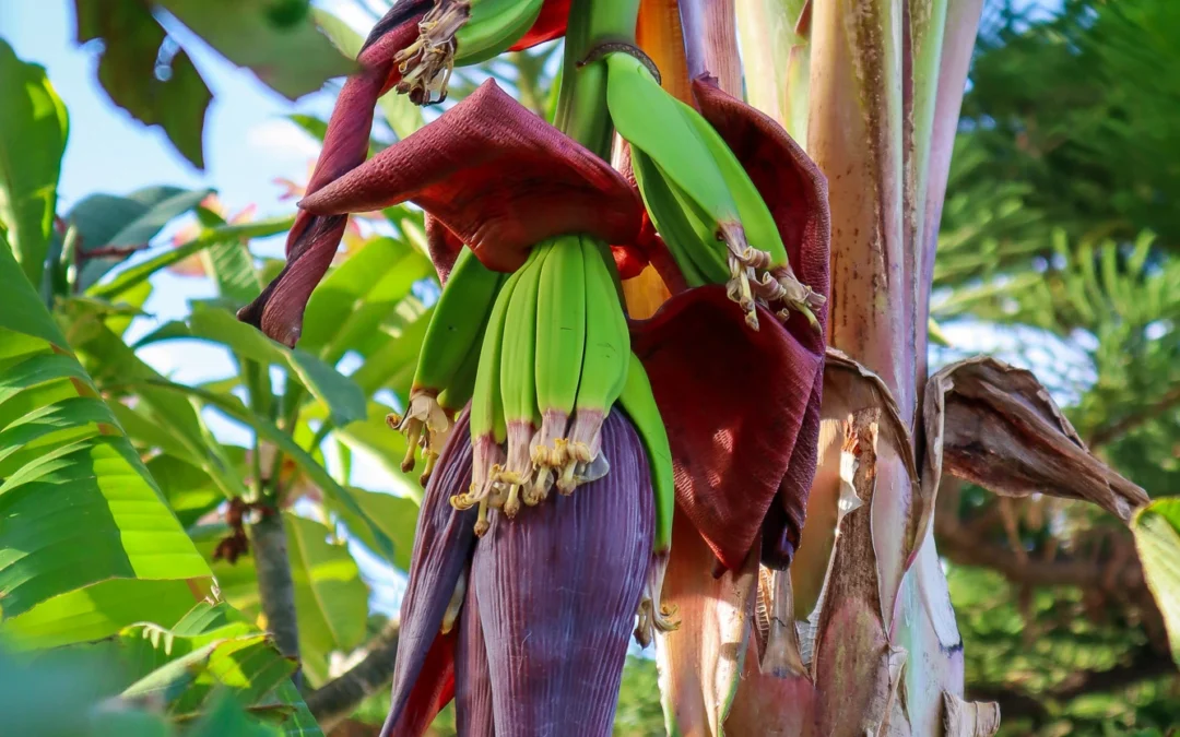 How to Grow Bananas – The Ultimate Garden-to-Plate Guide