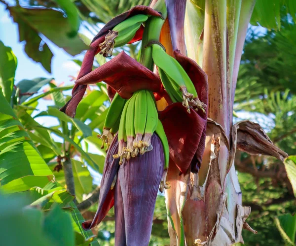 How to Grow Bananas – The Ultimate Garden-to-Plate Guide