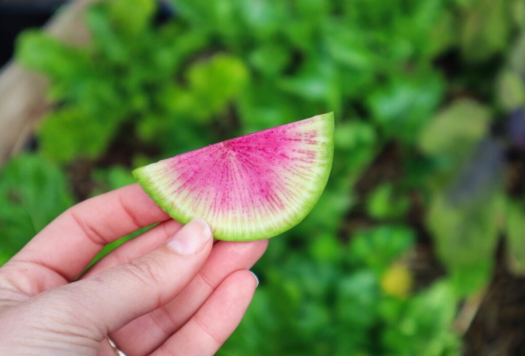 watermelon radish