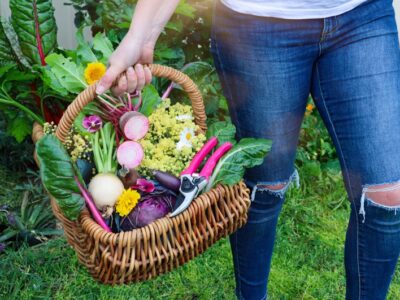 Autumn Gardening Guide