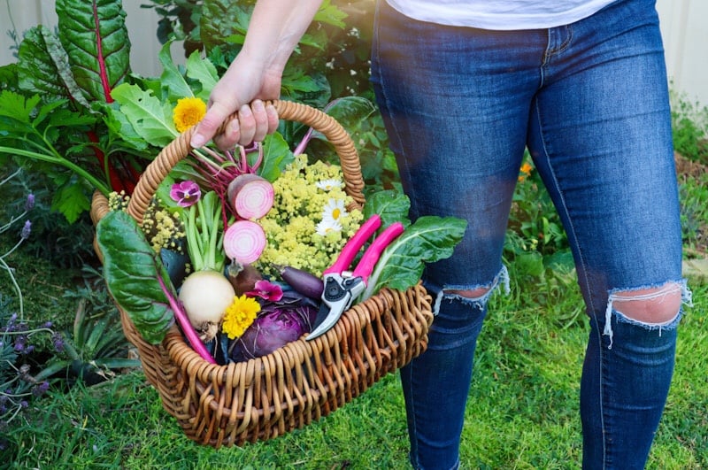 Autumn Gardening Guide