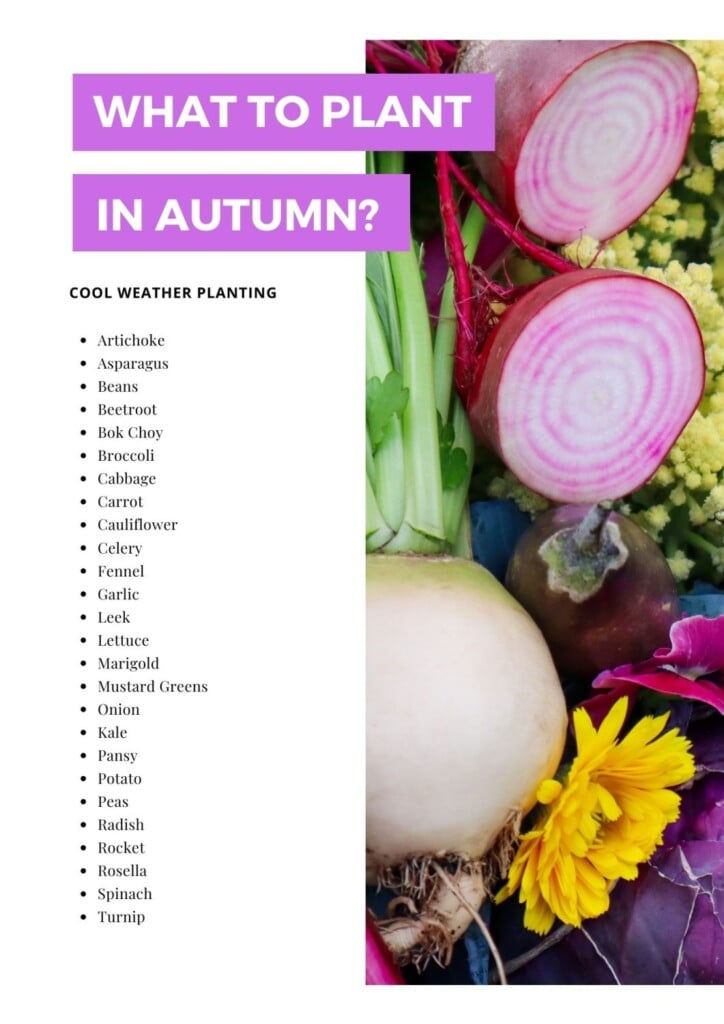 Autumn plant guide