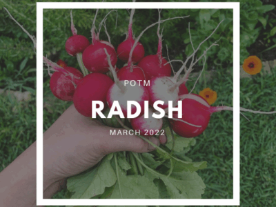 Radish