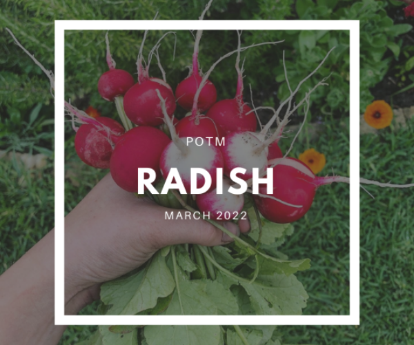 Radish