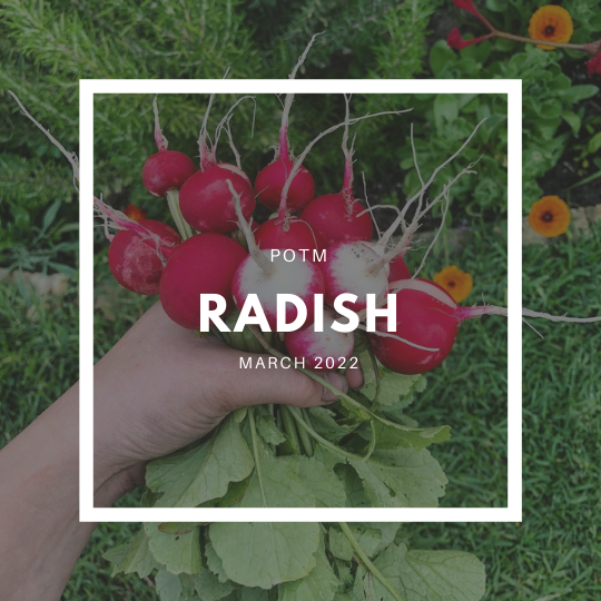 Radish