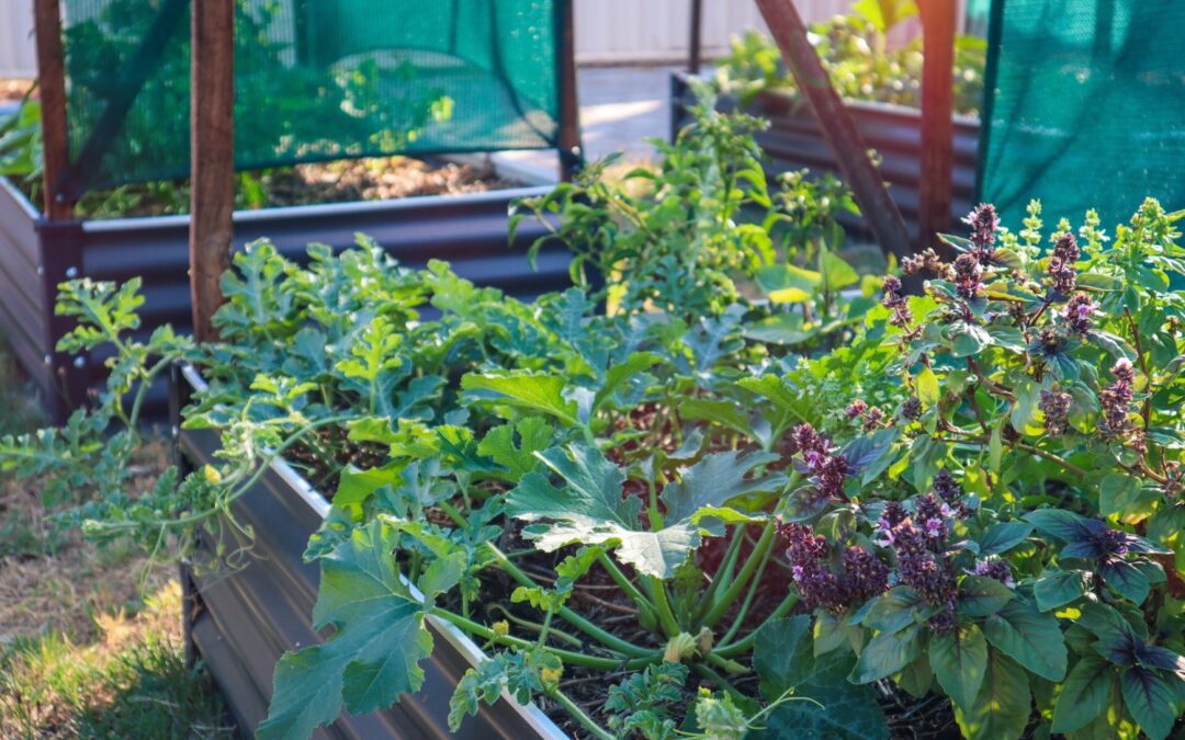 10 tips to Produce more Food from your Edible Home Garden