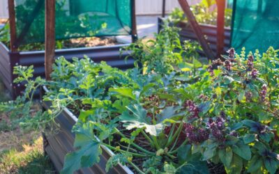 10 tips to Produce more Food from your Edible Home Garden