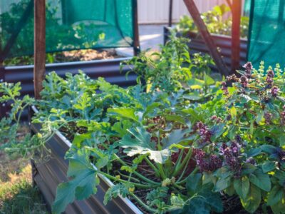 10 tips to Produce more Food from your Edible Home Garden