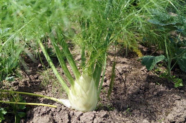 Edible Plants to Sow in March