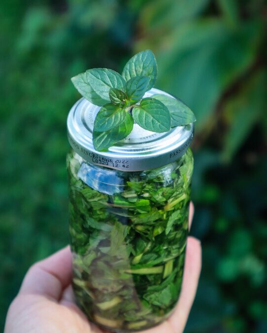 Chocolate Mint Extract