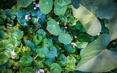 Top 10 Edible Ground Covers for Living Mulch