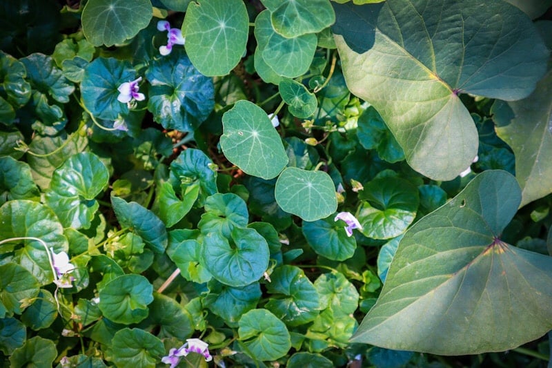 Top 10 Edible Ground Covers for Living Mulch