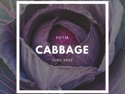 Cabbage