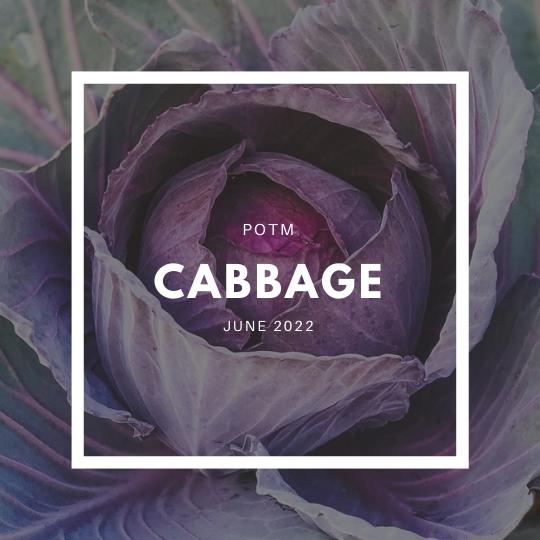 Cabbage