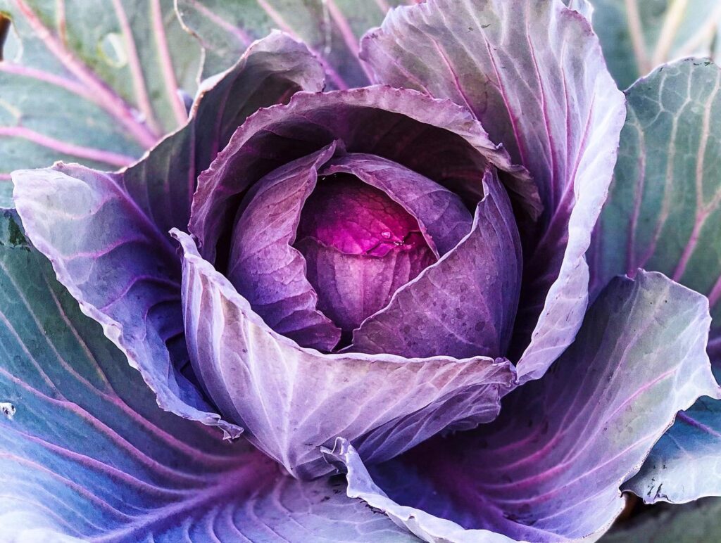 cabbage