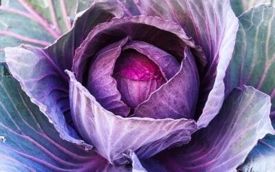 How to Grow Cabbage – The Ultimate Garden-to-Plate Guide