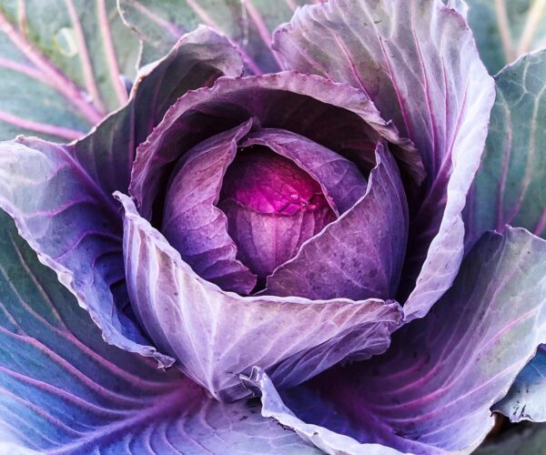 How to Grow Cabbage – The Ultimate Garden-to-Plate Guide
