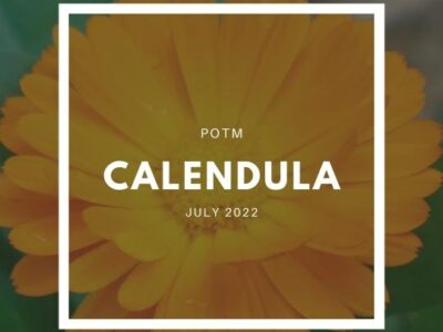 How to Grow Calendula – The Ultimate Garden-to-Plate Guide