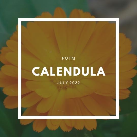How to Grow Calendula – The Ultimate Garden-to-Plate Guide