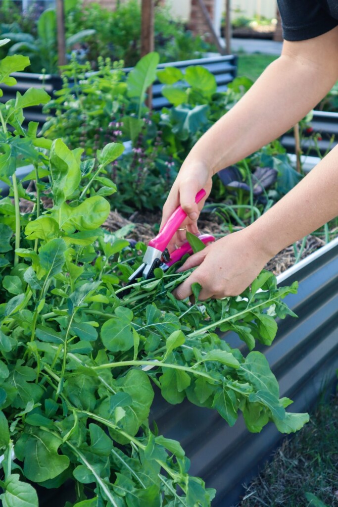 lettuce substitutes