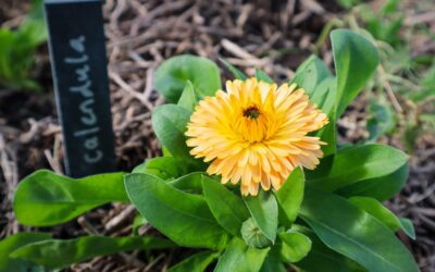 How to Grow Calendula – The Ultimate Garden-to-Plate Guide