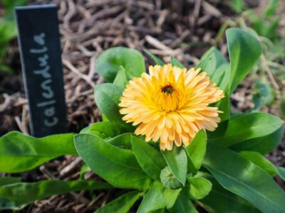 How to Grow Calendula – The Ultimate Garden-to-Plate Guide