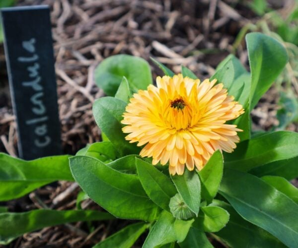 How to Grow Calendula – The Ultimate Garden-to-Plate Guide