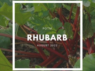 Rhubarb