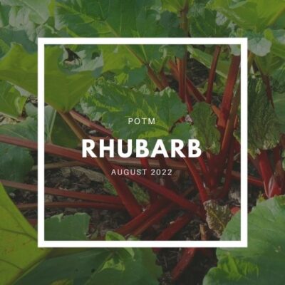 Rhubarb