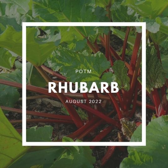 Rhubarb