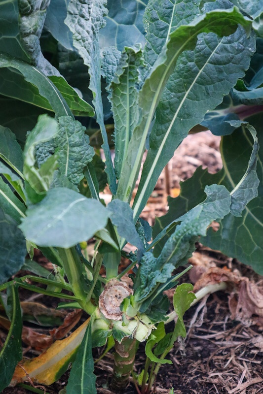 kale