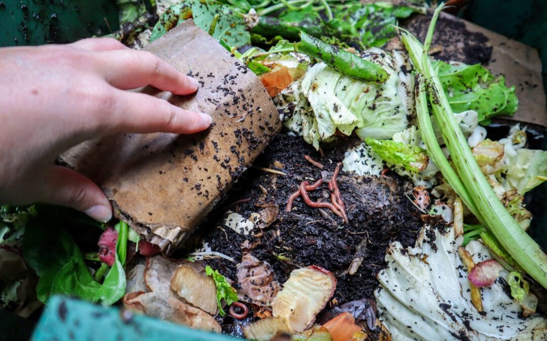 Setting up a Backyard Worm Farm
