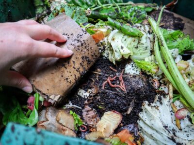 Setting up a Backyard Worm Farm