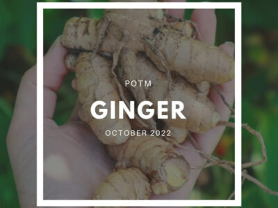Ginger