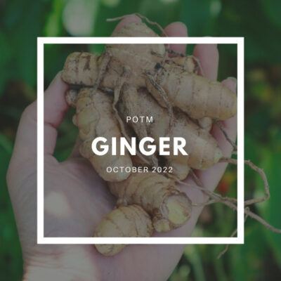Ginger