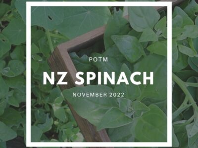 NZ Spinach / Warrigal Greens