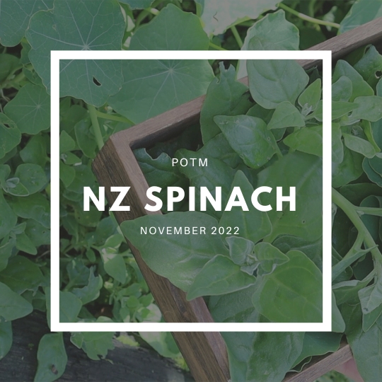NZ Spinach / Warrigal Greens