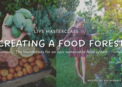 Beginners Guide to Create a Edible Food Forest Garden